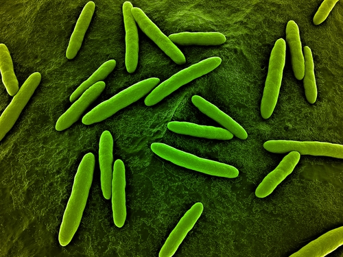 Bacteria